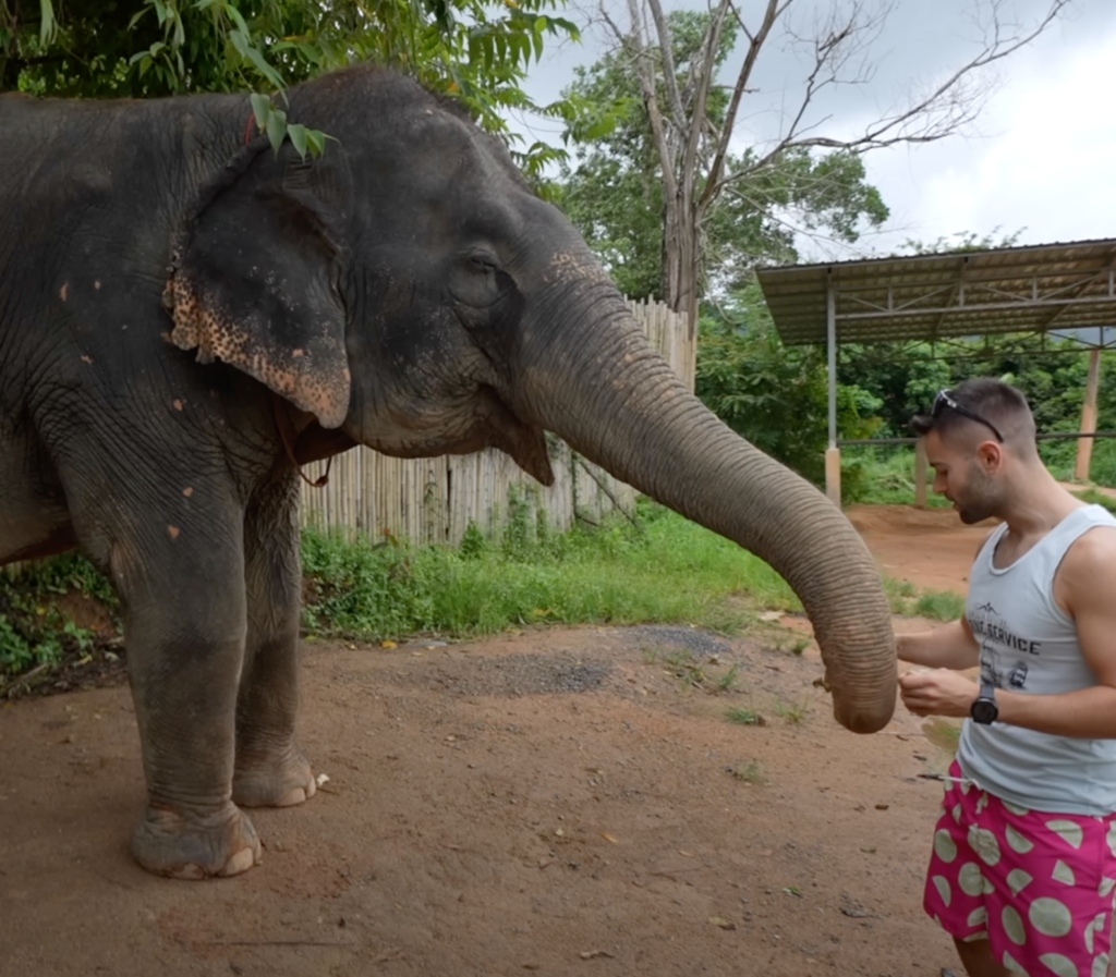 Une personne donne à manger à un éléphant au Elephant Jungle Sanctuary à Phuket, montrant une interaction respectueuse et proche avec l'animal.