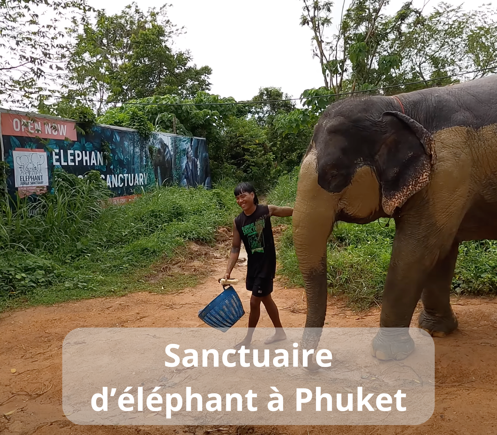 L'image montre un homme avec un panier bleu debout à côté d'un éléphant. En arrière-plan, on voit un panneau indiquant "Elephant Jungle Sanctuary" et la végétation environnante, ce qui suggère que la scène se déroule dans un sanctuaire d'éléphants à Phuket.